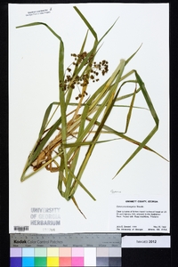 Cyperus pseudovegetus image