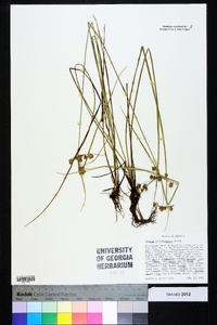 Cyperus pseudovegetus image