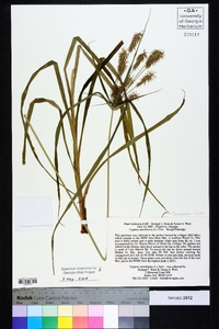 Cyperus retrofractus image