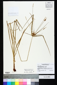 Cyperus retrofractus image