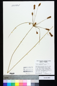 Cyperus retrofractus image