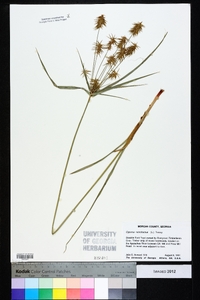 Cyperus retrofractus image