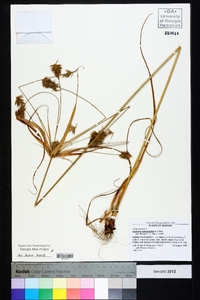 Cyperus retrofractus image