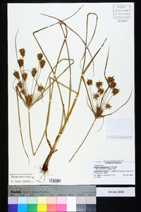 Cyperus retrofractus image