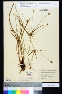 Cyperus retrofractus image