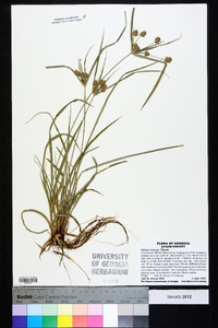 Cyperus retrorsus image