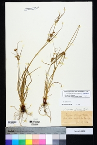 Cyperus retrorsus image