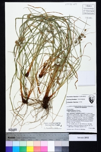 Cyperus retrorsus image