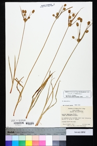 Cyperus retrorsus image