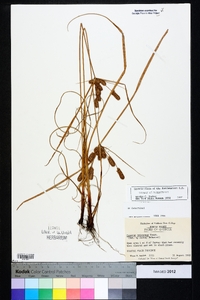 Cyperus retrorsus image