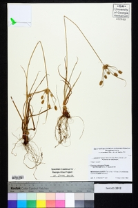 Cyperus retrorsus image