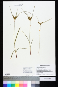 Cyperus retrorsus image