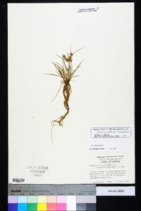 Cyperus retrorsus image