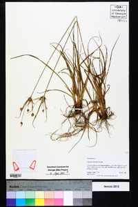 Cyperus retrorsus image