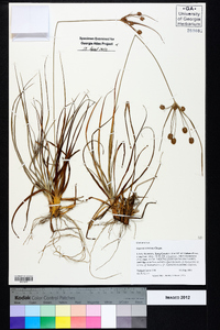 Cyperus retrorsus image