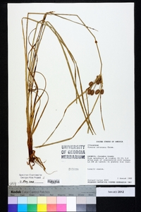 Cyperus retrorsus image