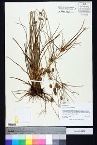 Cyperus retrorsus image