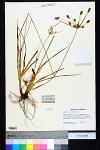 Cyperus retrorsus image