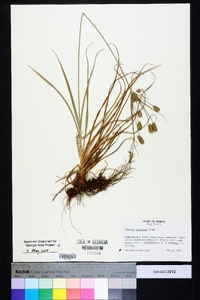 Cyperus retrorsus image