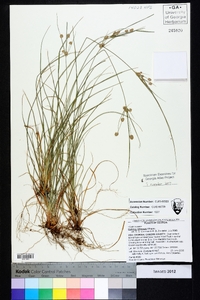 Cyperus retrorsus image