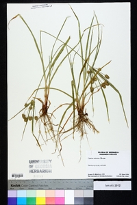 Cyperus retrorsus image