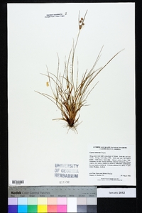 Cyperus retrorsus image