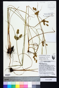 Cyperus retrorsus image