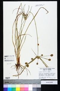 Cyperus retrorsus image