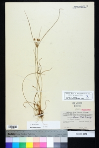 Cyperus retrorsus image