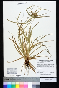 Cyperus retrorsus image