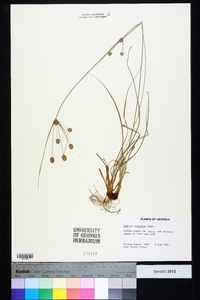 Cyperus retrorsus image