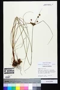 Cyperus retrorsus image