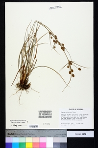 Cyperus retrorsus image