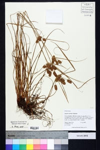 Cyperus retrorsus image