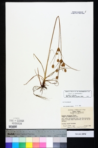 Cyperus retrorsus image