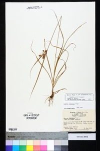 Cyperus retrorsus image