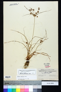 Cyperus retrorsus image