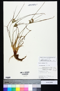 Cyperus retrorsus image