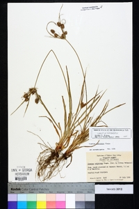 Cyperus retrorsus image