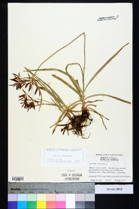 Cyperus rotundus image