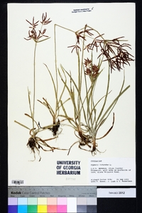 Cyperus rotundus image