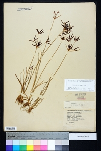 Cyperus rotundus image