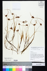 Cyperus sanguinolentus image