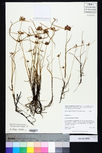 Cyperus sanguinolentus image