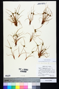 Cyperus squarrosus image