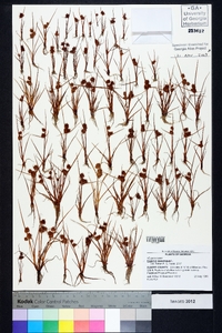 Cyperus squarrosus image