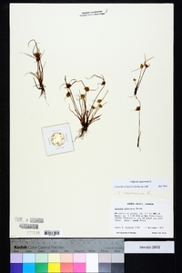 Cyperus squarrosus image