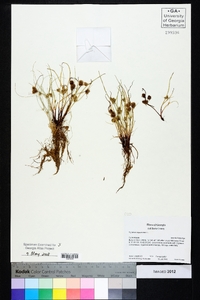 Cyperus squarrosus image