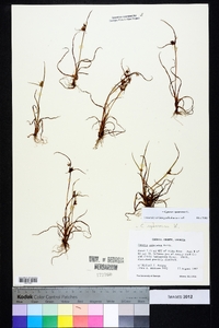 Cyperus squarrosus image