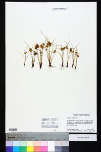 Cyperus squarrosus image